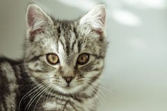kitty Gestreifte graue Katze Cat Head Porträt Baleengesicht lizenzfreie stockbilder kitty Gestreifte graue Katze Cat Head Porträt Baleengesicht lizenzfreie stockbilder