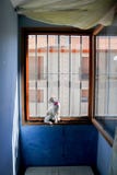 Kitty que mira a través de la ventana de rejilla imágenes de archivo libres de regalías Kitty que mira a través de la ventana de rejilla imágenes de archivo libres de regalías