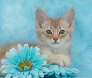 Kitzkätzchen unter Blumen Stockfotos Kitzkätzchen unter Blumen Stockfotos