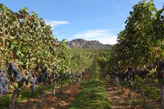Klaar voor Oogst, Wijngaard Okanagan stock foto Klaar voor Oogst, Wijngaard Okanagan stock foto