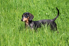 Klein dachshoundportret op een gebied met paardebloemen royalty-vrije stock fotografie Klein dachshoundportret op een gebied met paardebloemen royalty-vrije stock fotografie