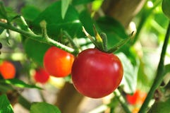 Klein, Kirsche-Tomaten lizenzfreies stockfoto Klein, Kirsche-Tomaten lizenzfreies stockfoto