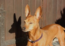 Klein puppy van hond van ras zwerg pinscher royalty-vrije stock foto Klein puppy van hond van ras zwerg pinscher royalty-vrije stock foto