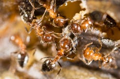 Kleine Ameisen in der Natur Makro lizenzfreies stockbild Kleine Ameisen in der Natur Makro lizenzfreies stockbild