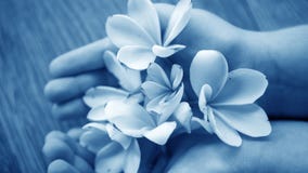 Kleine bloemen voor decoratie en geur Tropische bloemen op B Stock Afbeelding Kleine bloemen voor decoratie en geur Tropische bloemen op B Stock Afbeelding