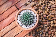 Kleine cactus in bruine cray pot op bruine bakstenenachtergrond stock foto Kleine cactus in bruine cray pot op bruine bakstenenachtergrond stock foto
