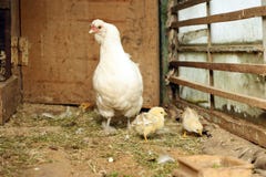 Kleine Chinese donsachtige kippen met moederkip royalty-vrije stock foto Kleine Chinese donsachtige kippen met moederkip royalty-vrije stock foto