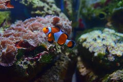 Kleine Clownfische, die oben mit verschiedenen Korallen im Hintergrund schwimmen stockfoto Kleine Clownfische, die oben mit verschiedenen Korallen im Hintergrund schwimmen stockfoto