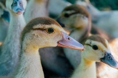 Kleine eendjes in dorp het lopen stock foto Kleine eendjes in dorp het lopen stock foto