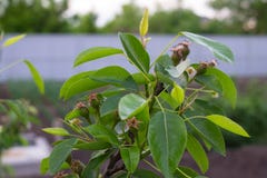 Kleine Fr?chte auf einem Birnenbaum stockbilder Kleine Fr?chte auf einem Birnenbaum stockbilder