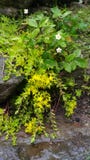 Kleine gelbe flüssige Gebirgsblumen lizenzfreie stockfotografie Kleine gelbe flüssige Gebirgsblumen lizenzfreie stockfotografie