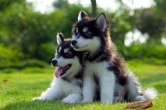 Kleine honden stock fotografie Kleine honden stock fotografie