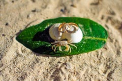 Kleine Krabbe und Verlobungsringe auf dem Strand stockfotografie Kleine Krabbe und Verlobungsringe auf dem Strand stockfotografie