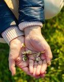 Kleine madeliefjes in handen Stock Afbeeldingen Kleine madeliefjes in handen Stock Afbeeldingen