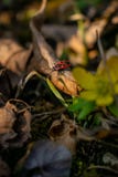 Kleine rote Wanze, das auf ein Blatt kommen lizenzfreie stockfotos Kleine rote Wanze, das auf ein Blatt kommen lizenzfreie stockfotos