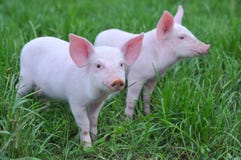 Kleine Schweine Kleine Schweine