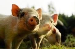 Kleine Schweine