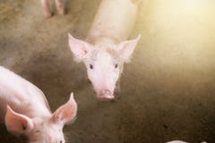 Kleine Schweine am Bauernhof, Schweine im Stall Stockfotos Kleine Schweine am Bauernhof, Schweine im Stall Stockfotos