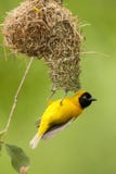 Kleine Textorwever, Lesser Masked Weaver, intermedius del Ploceus foto de archivo Kleine Textorwever, Lesser Masked Weaver, intermedius del Ploceus foto de archivo