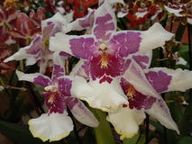 Kleine Tigerorchidee stockfotografie Kleine Tigerorchidee stockfotografie
