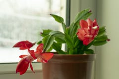 Kleine Topfpflanze, Schlumberger-Blume mit den roten Knospen lizenzfreies stockbild Kleine Topfpflanze, Schlumberger-Blume mit den roten Knospen lizenzfreies stockbild