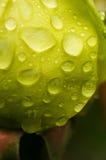 Kleine Tropfen des Taus auf frischem grünem Gras morgens lizenzfreies stockfoto Kleine Tropfen des Taus auf frischem grünem Gras morgens lizenzfreies stockfoto