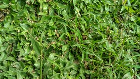 Kleine verse groene grastextuur als achtergrond Pennisetumpurpureum stock afbeelding Kleine verse groene grastextuur als achtergrond Pennisetumpurpureum stock afbeelding