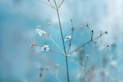 Kleine weiße Blumen mit den gelben Staubgefässen auf einem hellblauen Hintergrund Die Strahlen der Sonne fallen auf die Blumen an lizenzfreies stockbild Kleine weiße Blumen mit den gelben Staubgefässen auf einem hellblauen Hintergrund Die Strahlen der Sonne fallen auf die Blumen an lizenzfreies stockbild