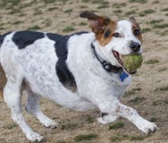 Kleiner Hund am Park mit einem Ball stockfoto Kleiner Hund am Park mit einem Ball stockfoto