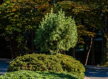 Kleiner immergrüner Baum am hellen sonnigen Tag lizenzfreie stockbilder Kleiner immergrüner Baum am hellen sonnigen Tag lizenzfreie stockbilder