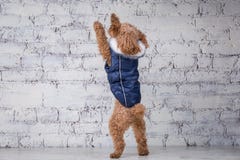 Kleiner lustiger Hund der braunen Farbe mit dem gelockten Haar von Zwergpudelzucht aufwerfend in der Kleidung f?r Hunde Themazus? stockfotografie Kleiner lustiger Hund der braunen Farbe mit dem gelockten Haar von Zwergpudelzucht aufwerfend in der Kleidung f?r Hunde Themazus? stockfotografie