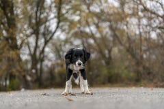 Kleiner Susser Obdachloser Schmutziger Hundewelpen Auf Der Strasse An Einem Regnerischen Stockbild Bild Von Obdachloser Strasse