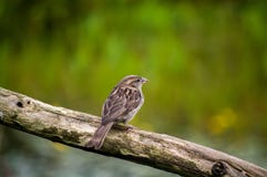 Kleiner weiblicher Spatz auf einem hölzernen Stumpf Stockbild Kleiner weiblicher Spatz auf einem hölzernen Stumpf Stockbild
