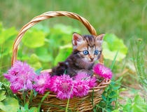 Kleines Kätzchen in einem Korb mit Blumen Lizenzfreies Stockbild Kleines Kätzchen in einem Korb mit Blumen Lizenzfreies Stockbild