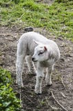 Kleines Lamm auf einem Bauernhof lizenzfreie stockfotos Kleines Lamm auf einem Bauernhof lizenzfreie stockfotos