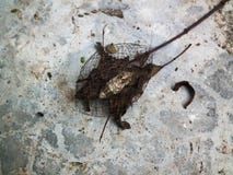 Kleines Schildpatt der Puppen baumeln Wald stockbilder Kleines Schildpatt der Puppen baumeln Wald stockbilder