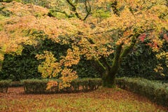 Kleuren van een Japanse Esdoornboom in de herfst stock afbeelding Kleuren van een Japanse Esdoornboom in de herfst stock afbeelding