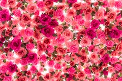 Kleurrijk van rozen op witte achtergrond worden geïsoleerd die royalty-vrije stock afbeeldingen Kleurrijk van rozen op witte achtergrond worden geïsoleerd die royalty-vrije stock afbeeldingen