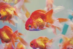Kleurrijke achtergrond met Goudvissen in aquariumtank royalty-vrije stock foto's Kleurrijke achtergrond met Goudvissen in aquariumtank royalty-vrije stock foto's