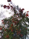 Kleurrijke bloeiende boom voor een deel van Nagaland dichtbij Assam gereserveerd bos stock fotografie Kleurrijke bloeiende boom voor een deel van Nagaland dichtbij Assam gereserveerd bos stock fotografie