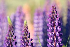 Kleurrijke bloemen Lupinus polyphyllus, Meer Tekapo, Zuideneiland, Nieuw Zeeland royalty-vrije stock fotografie Kleurrijke bloemen Lupinus polyphyllus, Meer Tekapo, Zuideneiland, Nieuw Zeeland royalty-vrije stock fotografie