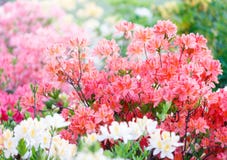 Kleurrijke gele roze azaleabloemen in tuin Bloeiende struiken van heldere azalea bij de lentezonlicht Aard, de lentebloemen stock afbeeldingen Kleurrijke gele roze azaleabloemen in tuin Bloeiende struiken van heldere azalea bij de lentezonlicht Aard, de lentebloemen stock afbeeldingen