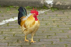 Kleurrijke Haan stock afbeelding Kleurrijke Haan stock afbeelding