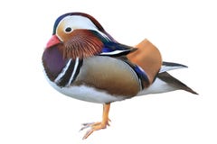 Kleurrijke mannelijke die mandarin eend op witte achtergrond wordt geïsoleerd royalty-vrije stock fotografie Kleurrijke mannelijke die mandarin eend op witte achtergrond wordt geïsoleerd royalty-vrije stock fotografie