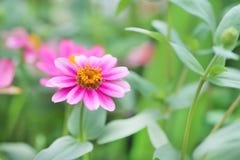 Kleurrijke roze violacea die van bloemenzinnia in tuin bloeien stock foto's Kleurrijke roze violacea die van bloemenzinnia in tuin bloeien stock foto's