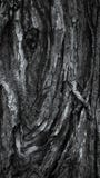 Kleurrijke ruwe de close-upmacro van de boomtextuur royalty-vrije stock afbeeldingen Kleurrijke ruwe de close-upmacro van de boomtextuur royalty-vrije stock afbeeldingen