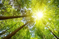 Kleurrijke treetops in dalingsbos met zon die hoewel bomen glanzen Royalty-vrije Stock Foto's Kleurrijke treetops in dalingsbos met zon die hoewel bomen glanzen Royalty-vrije Stock Foto's