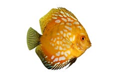 Kleurrijke tropische Symphysodon geïsoleerden discusvissen stock afbeeldingen Kleurrijke tropische Symphysodon geïsoleerden discusvissen stock afbeeldingen