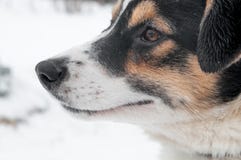 Klyftig vit hund för stående som ligger i snön som ser rak arkivfoton Klyftig vit hund för stående som ligger i snön som ser rak arkivfoton