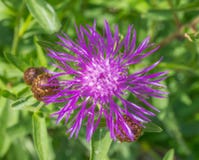 Knapweed för Centaureajaceabrunt eller brownray knapweednärbild Blomma som blommar i vår arkivbild Knapweed för Centaureajaceabrunt eller brownray knapweednärbild Blomma som blommar i vår arkivbild